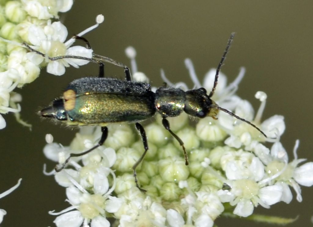 Clanoptilus emarginatus - Malachiidae